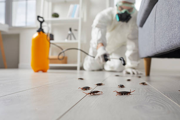 Commercial Rodent Management in Lompoc